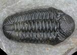 Pedinopariops Trilobite - Nice Preparation #66339-3